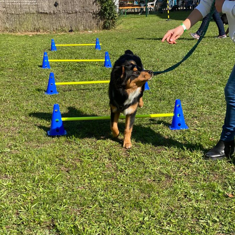 Hundeplatz Fasti 2